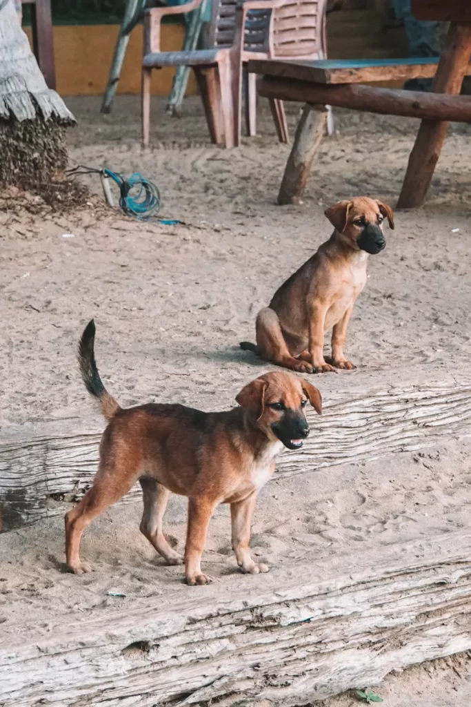 Two puppies playing on Mambos Bar wooden steps near Arugam Bay Beach