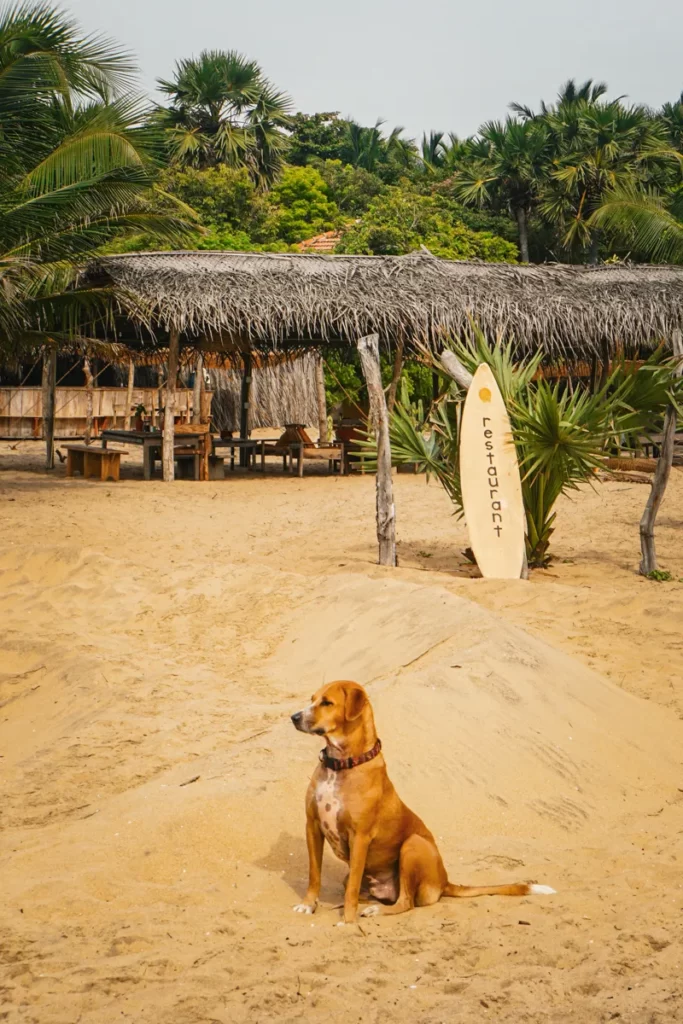 A dog stairs out to see with Hilltop Cabanas restaurant in the background