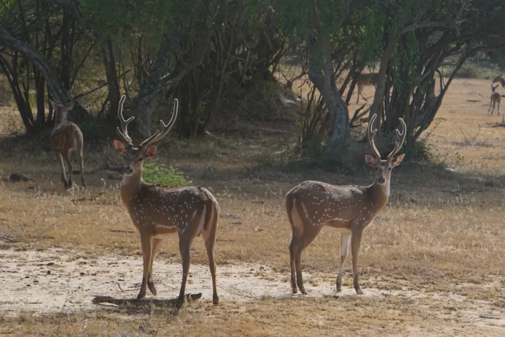 Two male deers with large antlers staring at the camera in Kumana National Park