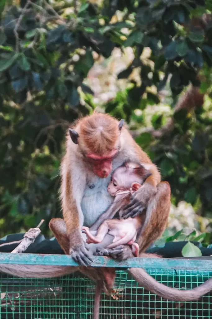 A mother monkey holds a baby monkey in Kumana National Park