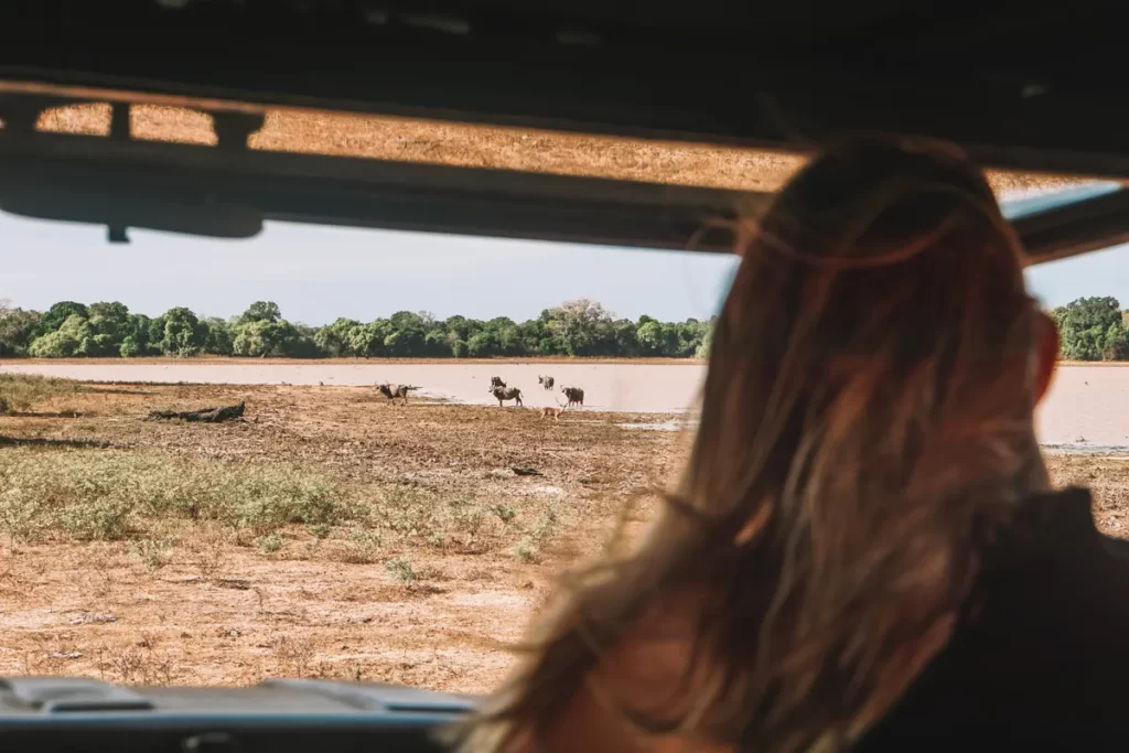 A girl looks at Buffalo and Spotted Deer drinking at a lake from inside a jeep in Kumana National Park
