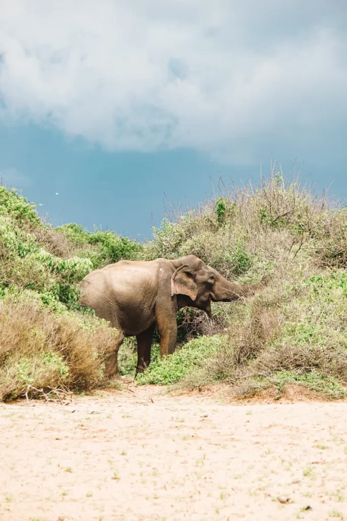 A wild Elephant eats leaves from a tree 