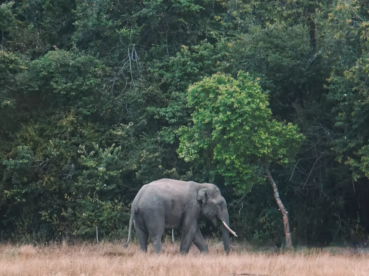 An elephant with tusks near some trees in Kumana National Park