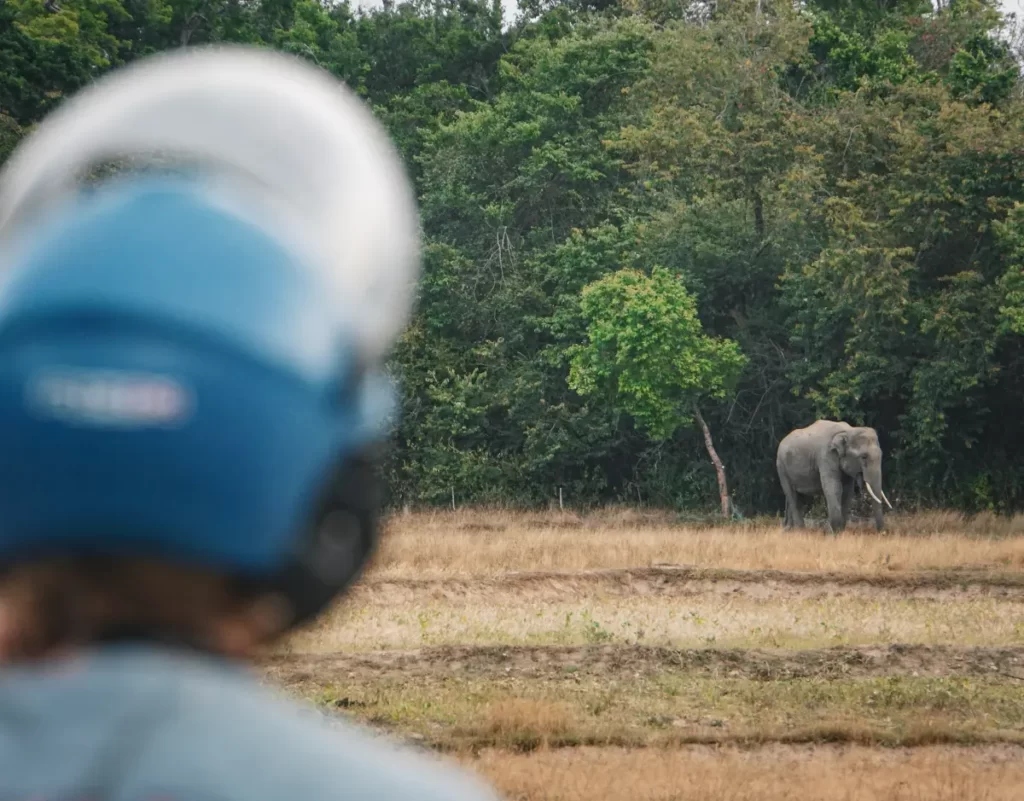 A traveler in a motorbike helmet watches an Elephant with tusks on the edge of the forest near Arugam Bay