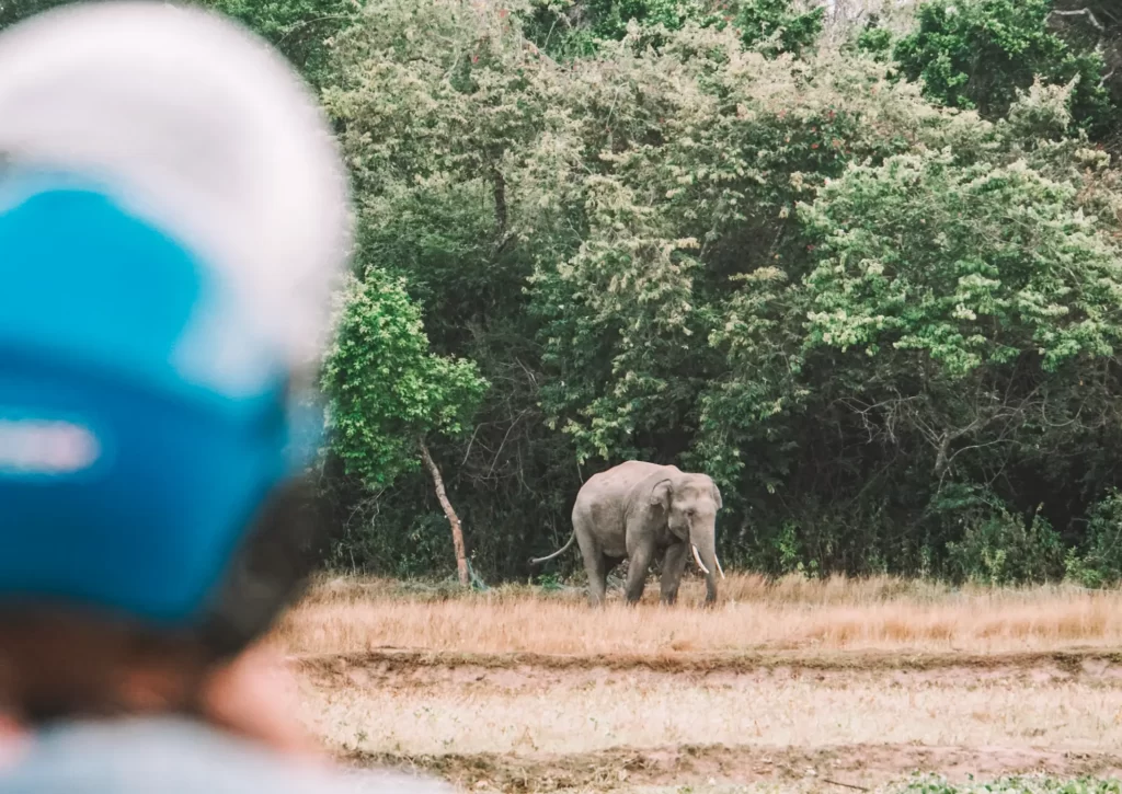 A girl with a motorbike helmet on watches an Elephant in the distance in Arugam Bay