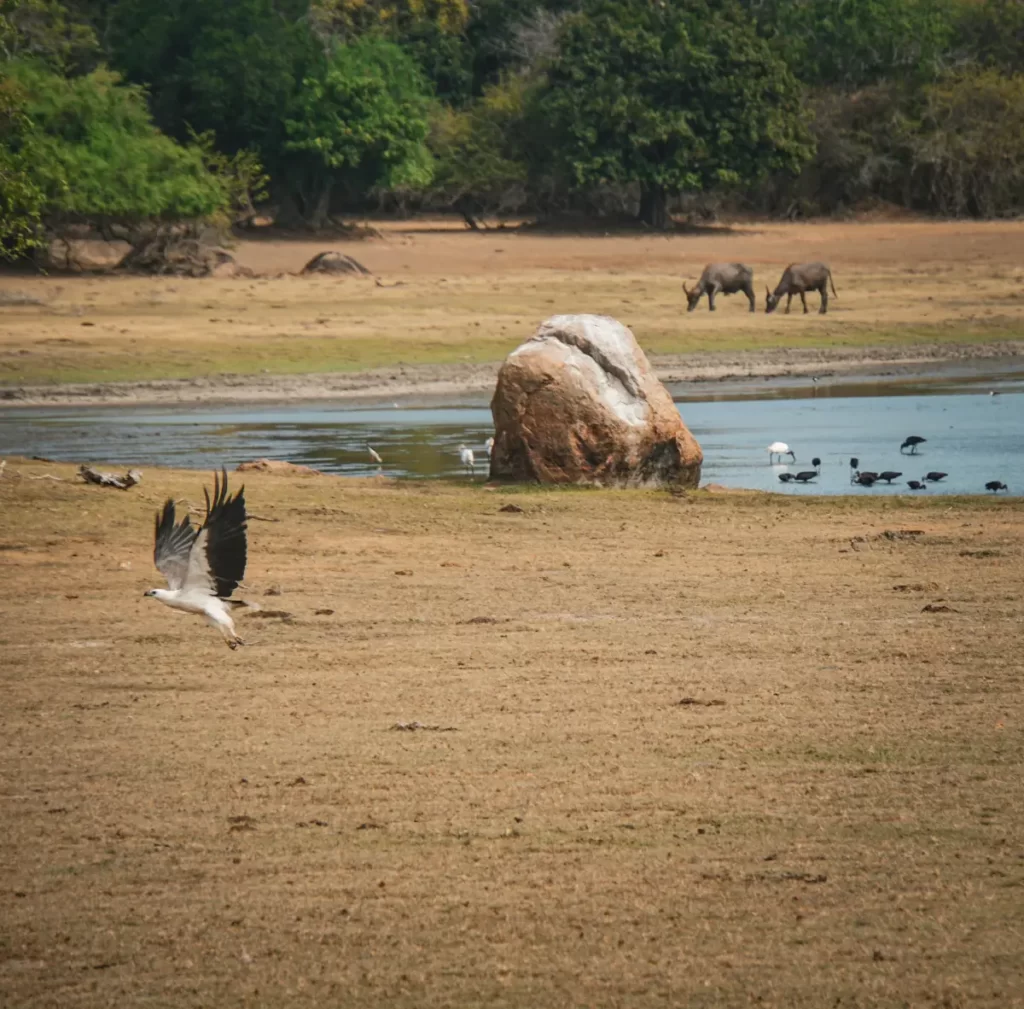 An Eagle taking off any flying with Buffalo and a lake in in the background in Kumana National Park