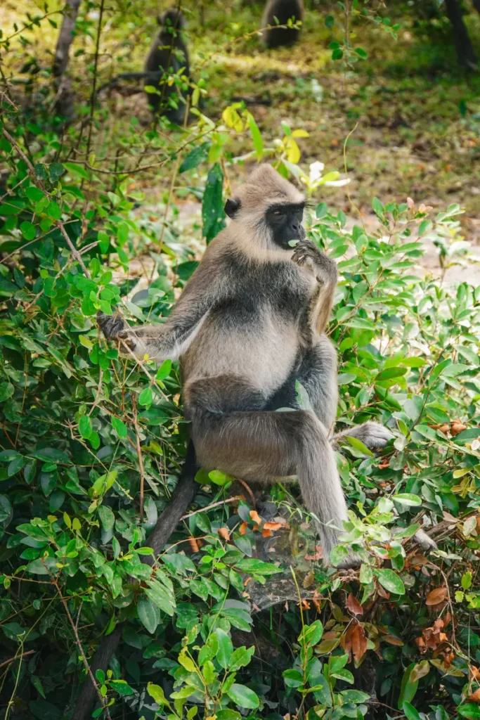 A monkey eating a leaf in Kumana National Park