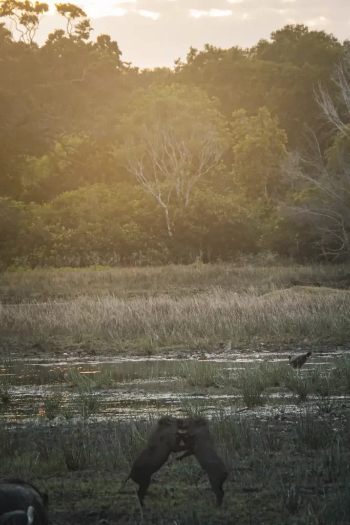 Boars playing at sunrise at Kumana National Park