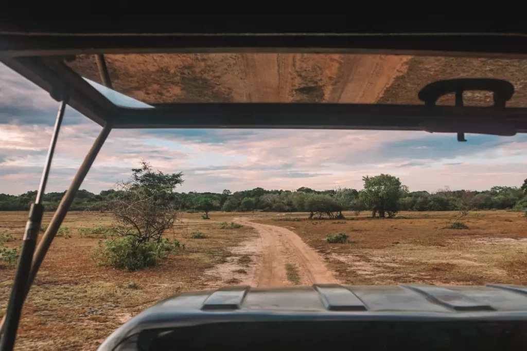 A safari in Sri Lanka, a top thing to do while on a surf camp in Ahangama