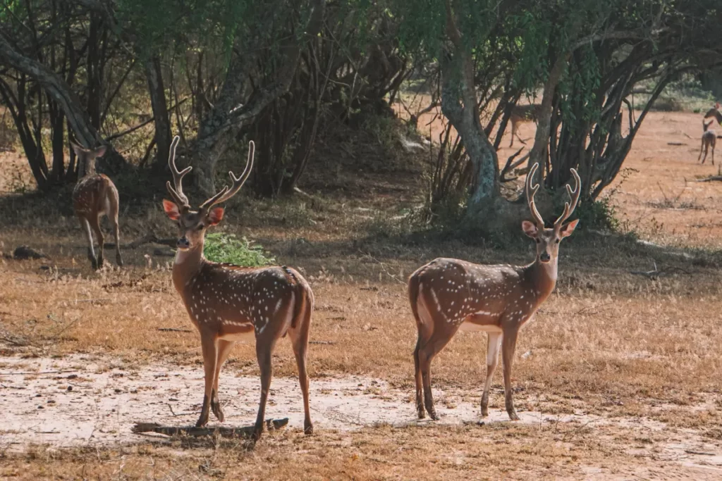 Two Spotted Deer with giant antlers staring at the camera in Kumana National Park