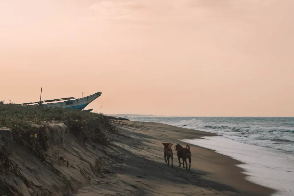 Two dogs walk down a deserted Lighthouse Beach at sunset