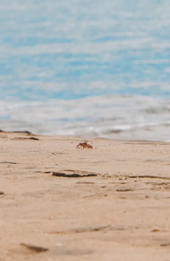 A grab on the beach and Peanut Farm