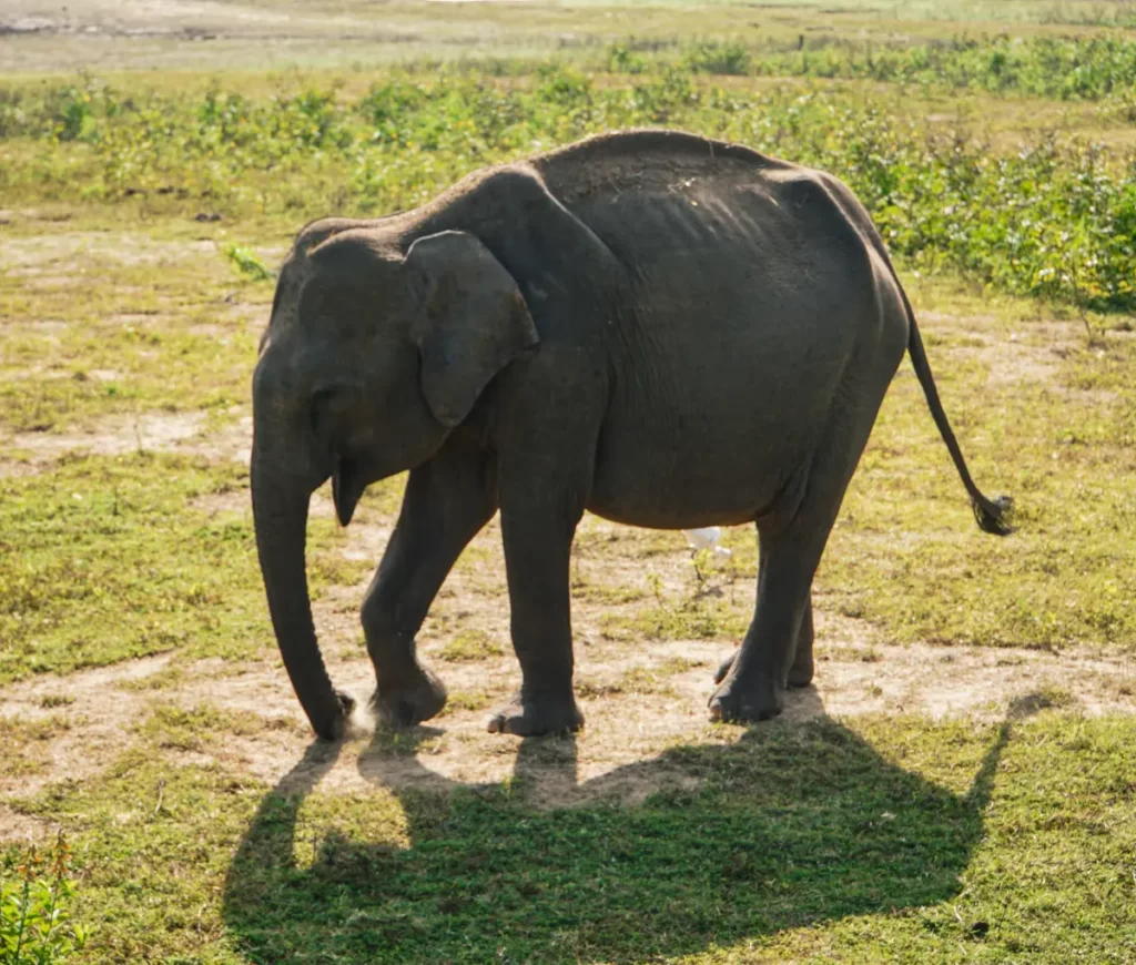 A baby Elephant on it's own in Lahugala Kitulana National Park at sunrise