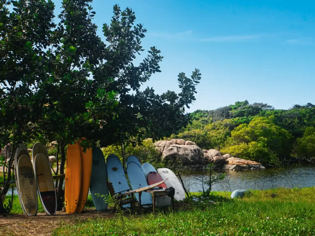 A number of soft top and epoxy boards rest against the trees for rental at Peanut Farm Beach