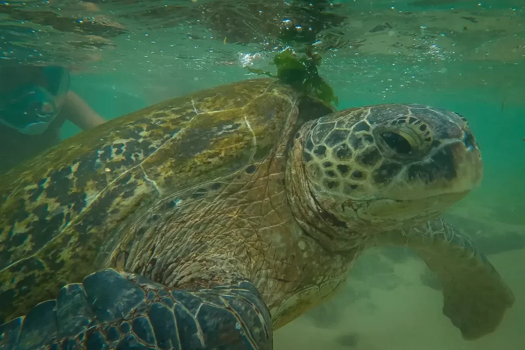 A turtle with snorkelers in Madiha