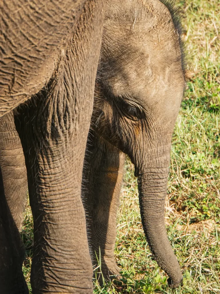 A baby elephant in Udawalawe national park, one of the top things to do in Madiha