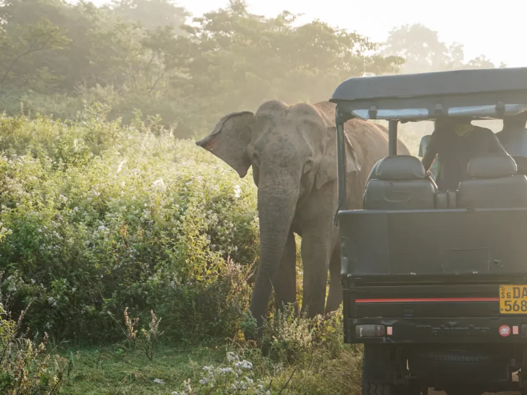 An elephant at an early morning safari in Udawalwe 