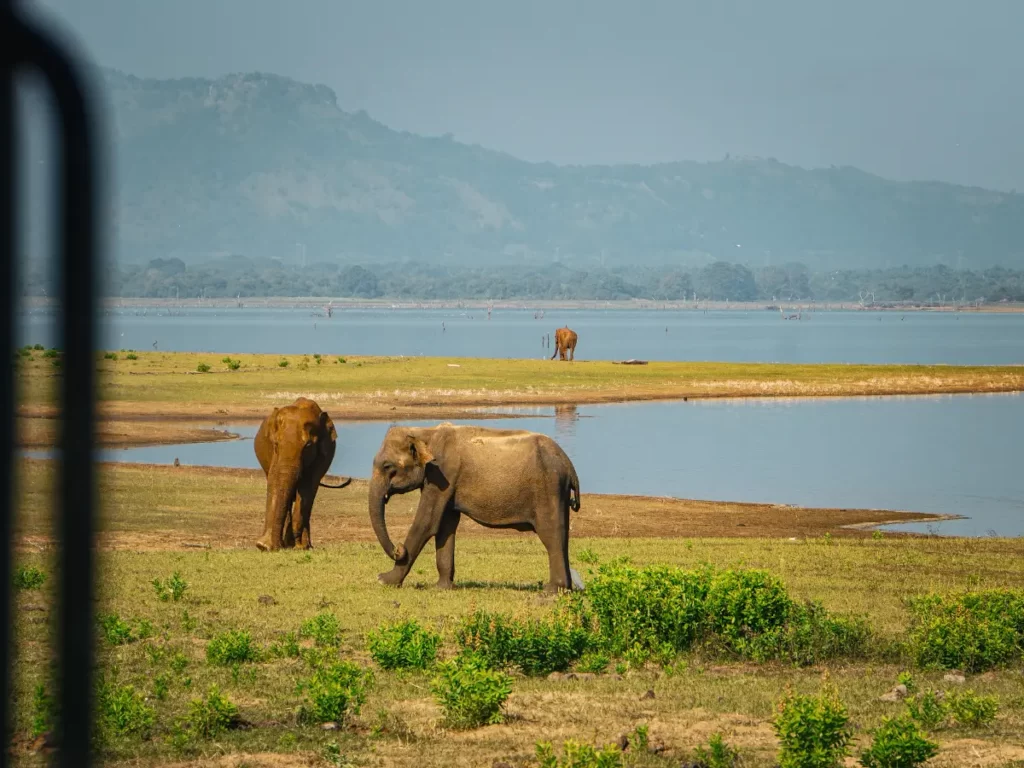 Three elephants by the lake in Udawalawe national park