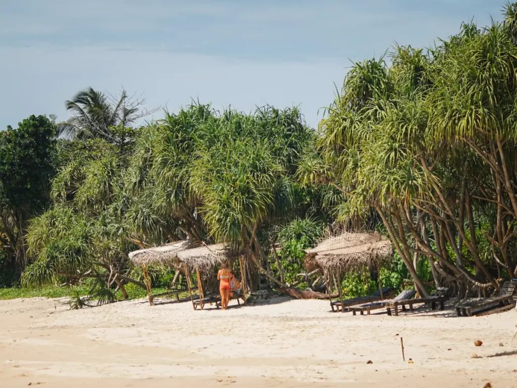 The makeshift sun loungers covered by overgrown trees at South Beach Ahangama