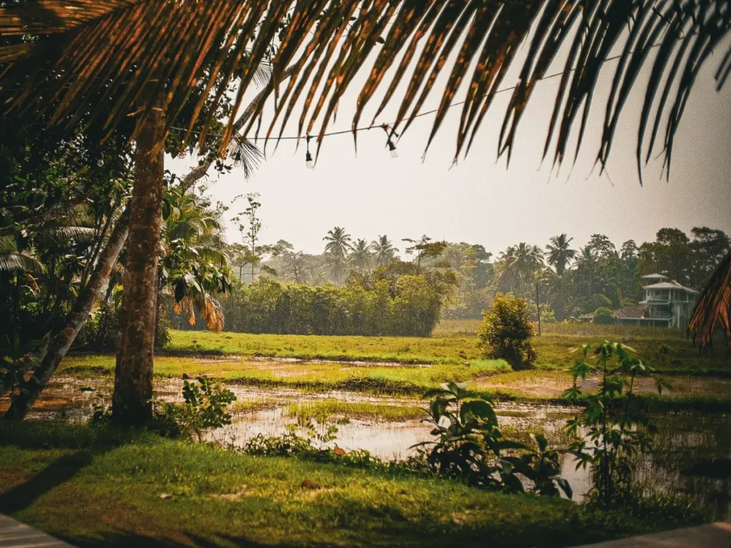 The view over the rice paddies in the early morning from Black Honey Restaurant