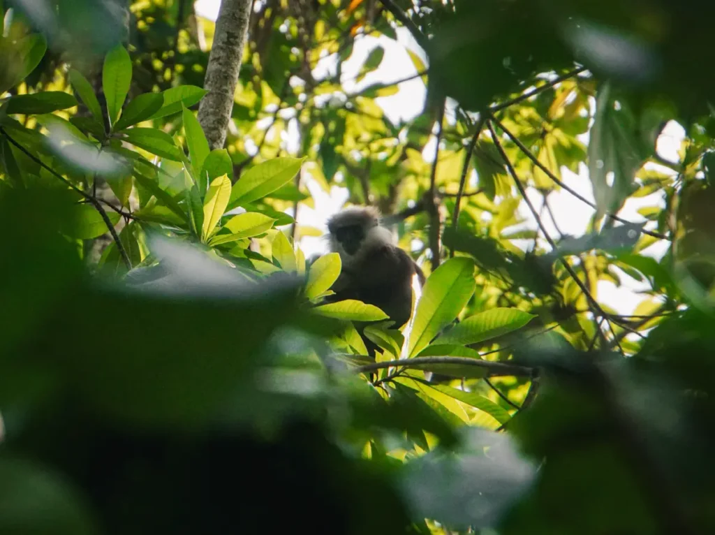 A Purple-faced Langur peaking through thick jungle near Marshmallow surf spot