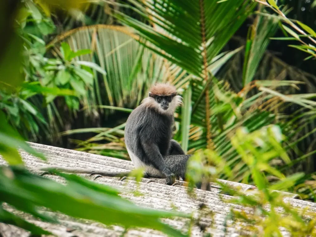 A lone Purple-faced Langur sitting on the rooftops at Nuga House near Kabalana Beach