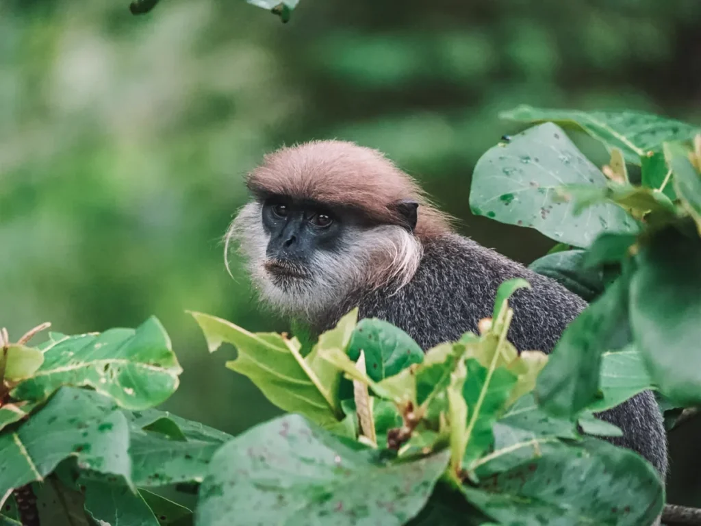 A close up shot of a Purple-faced Langur in Ahangama