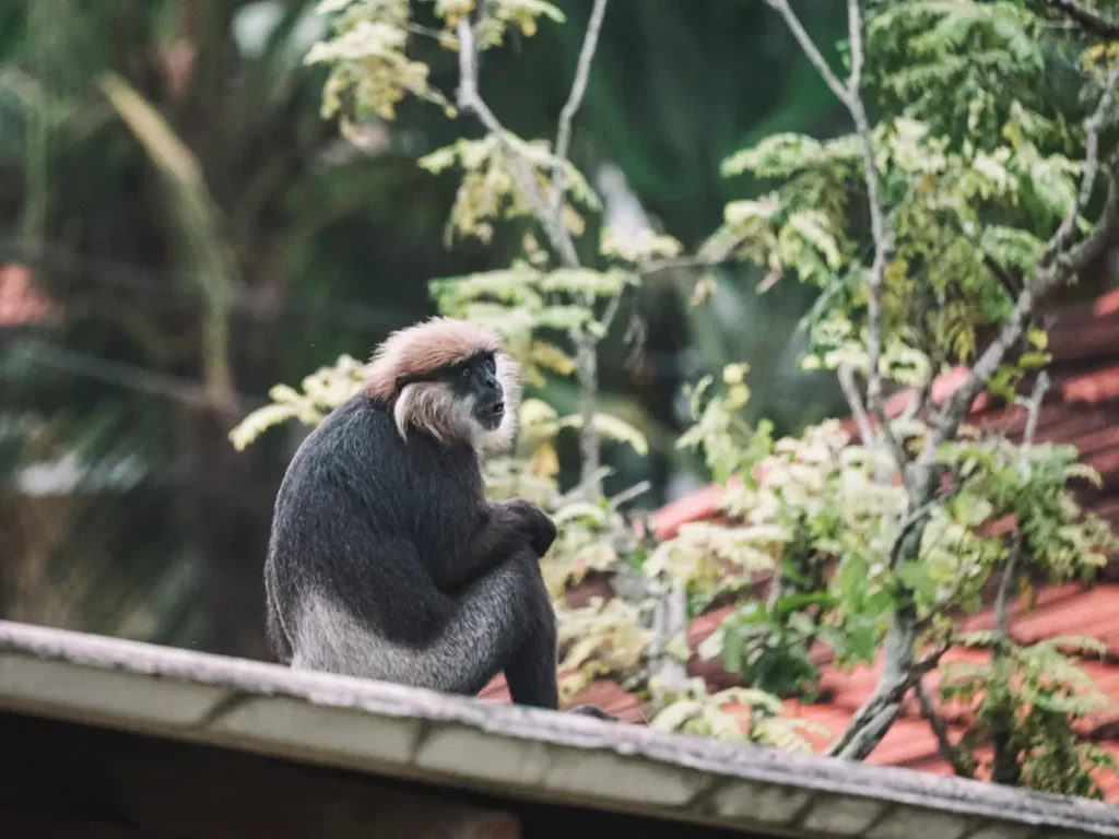 A Purple-faced Langur sits confused on the rooftops in Ahangama