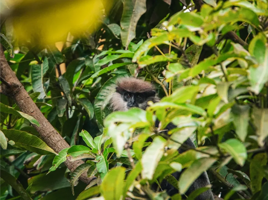 A Purple-faced Langur monkey peaks through the pushes in Ahangama