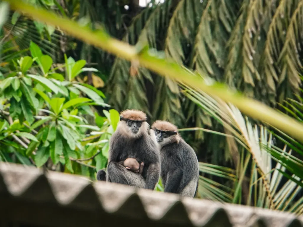 Two Purple-faced Langurs and a baby sit on top of the rooftops near Kabalana