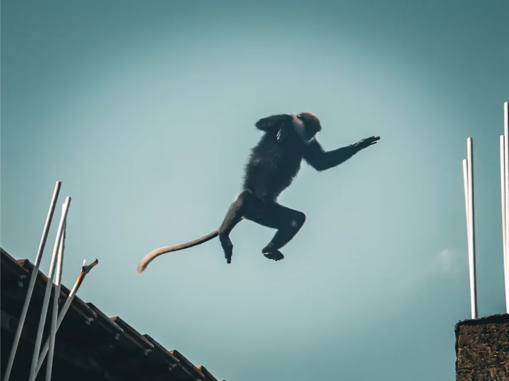 A Purple-faced Langur jumps in the air between the rooftops