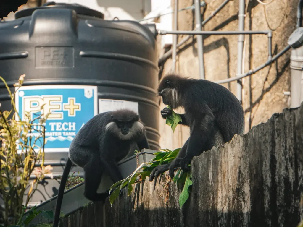 Two Purple-faced Langur monkeys eating leaves on a wall in Ahangama