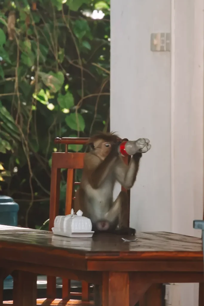 A Toque Macaque drinks out of a coke bottle in Venus Villa, Ahangama