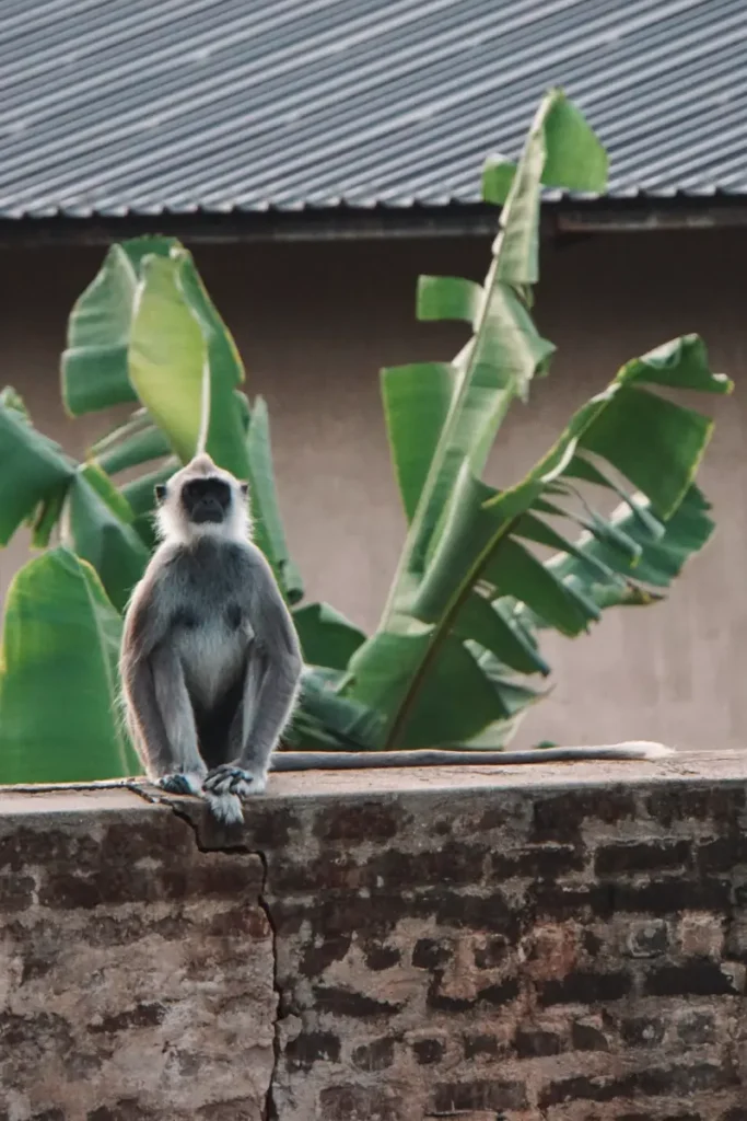 A Grey Langur sitting on a wall looking proud