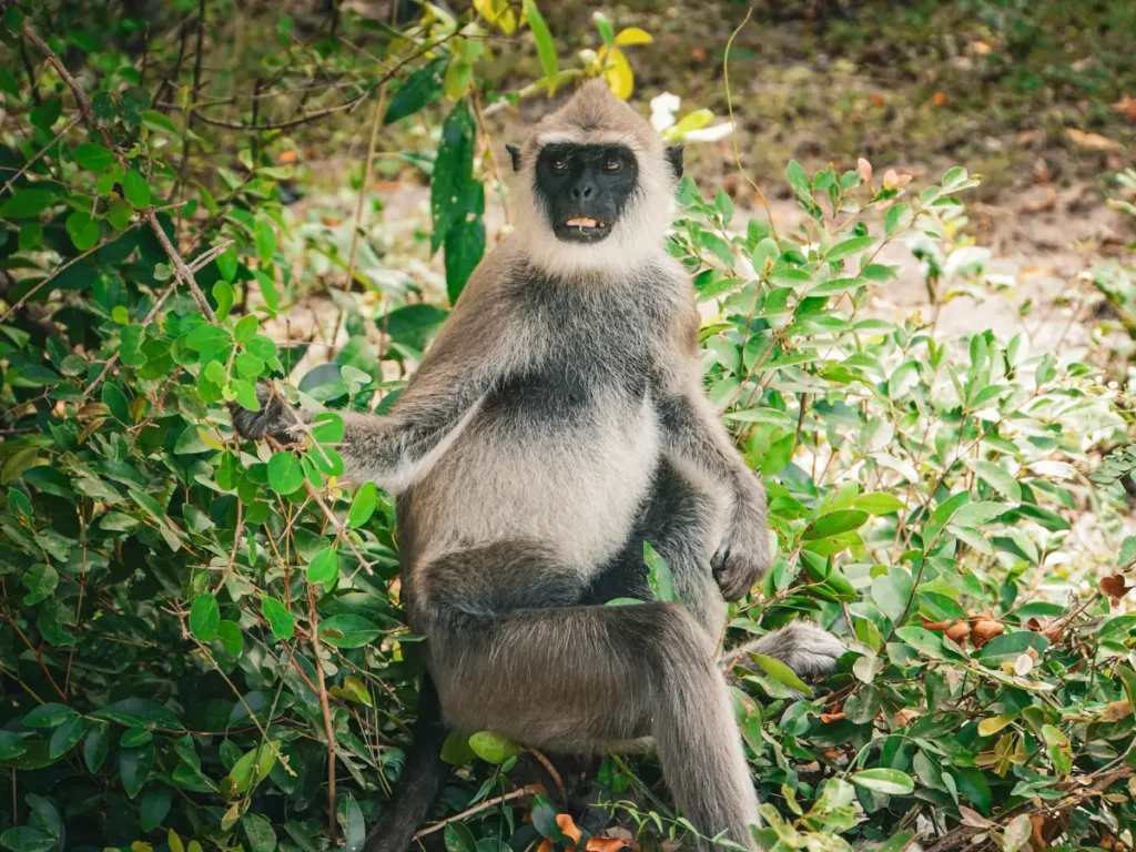 A close up of a Grey Langur monkey looking confused