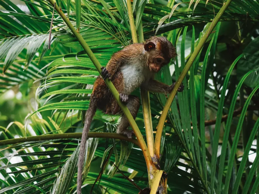 A baby Toque Macaque monkey climbing in the palm trees in the rain