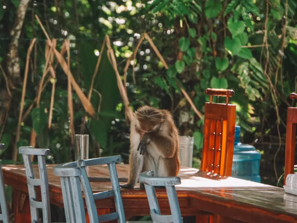 A tired Toque Macaque monkey sitting on a table rubbing it's eyes