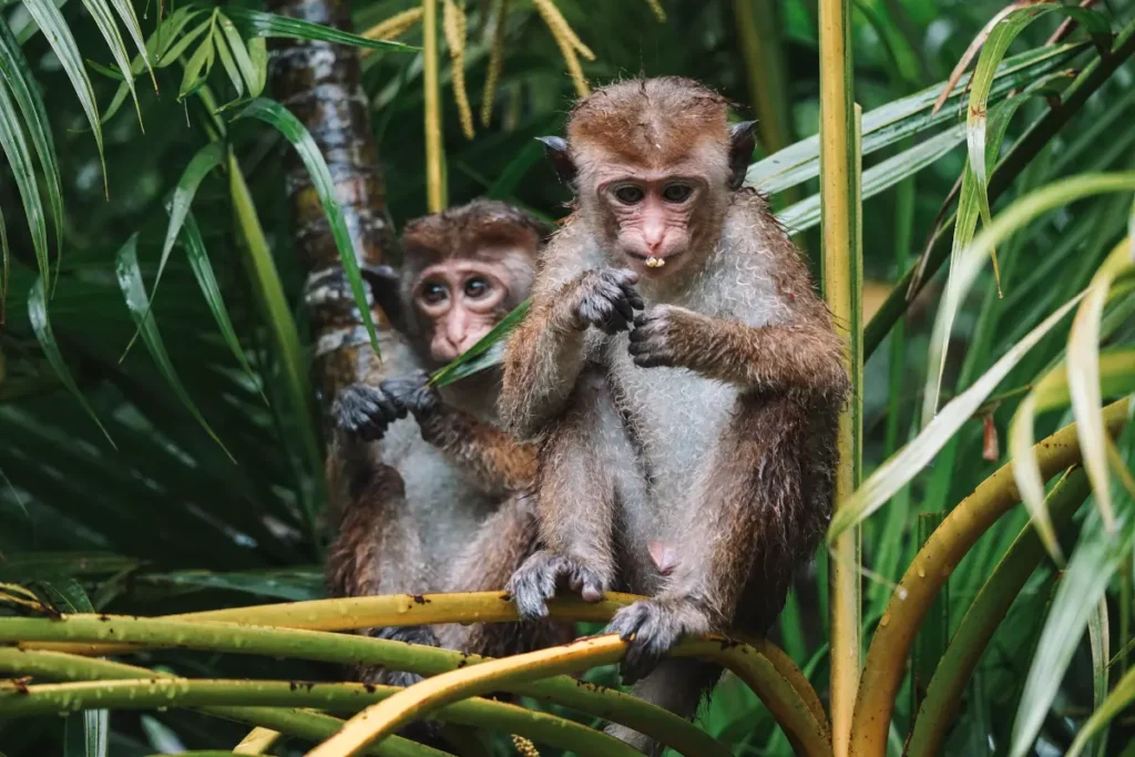 Two young Toque Macaque monkeys sitting in the trees and eating