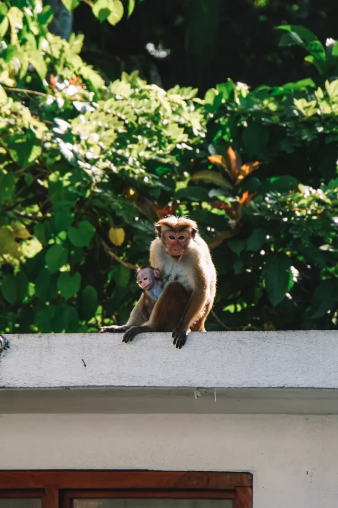 A monkey sitting on the rooftops at Venus Villa near Kabalana beach