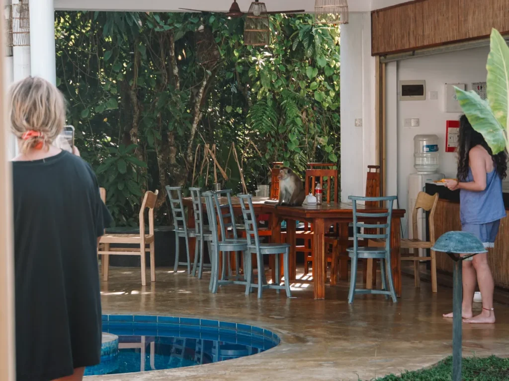 A monkey stealing food at Venus Villa whilst guests watch