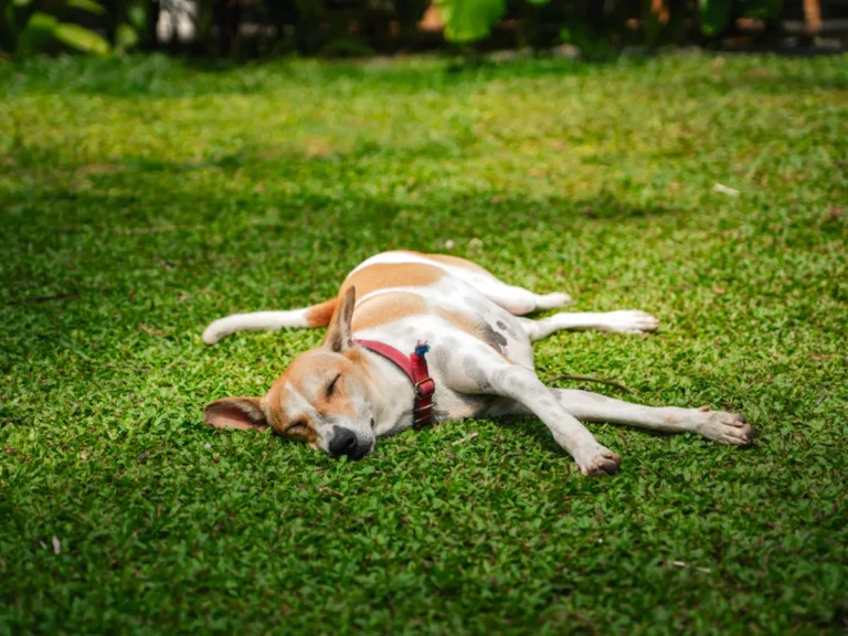 A dog sleeps in the garden at Surf Lodge Madiha