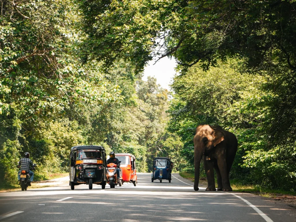 Tuk tuks drive past an elephant in the road near Sigiriya