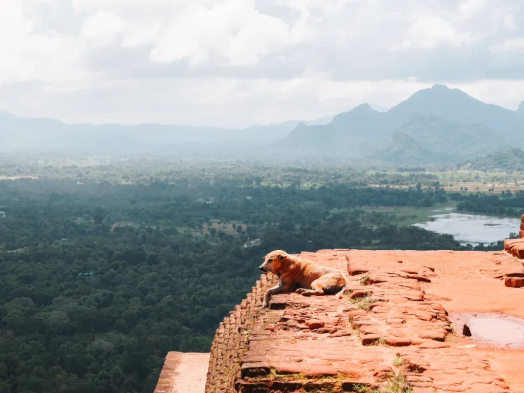 A dog sits and looks at the views a the top of Sigiriya Rock