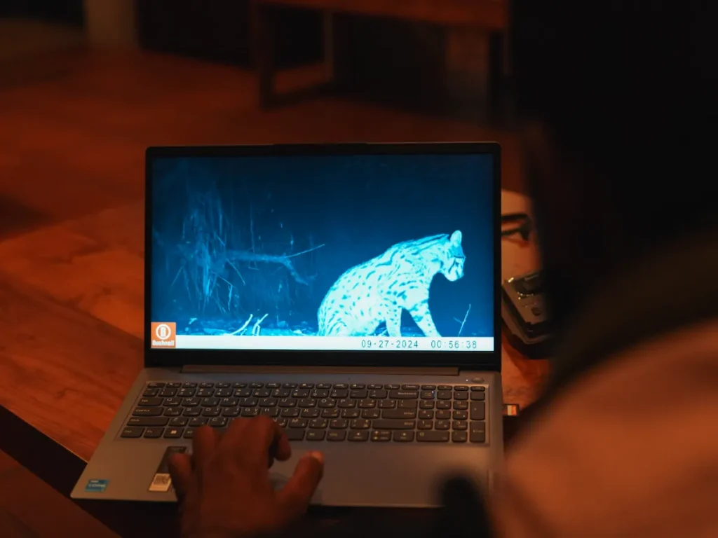A local guide shows camera trap footage of a Fishing Cat near Sigiriya