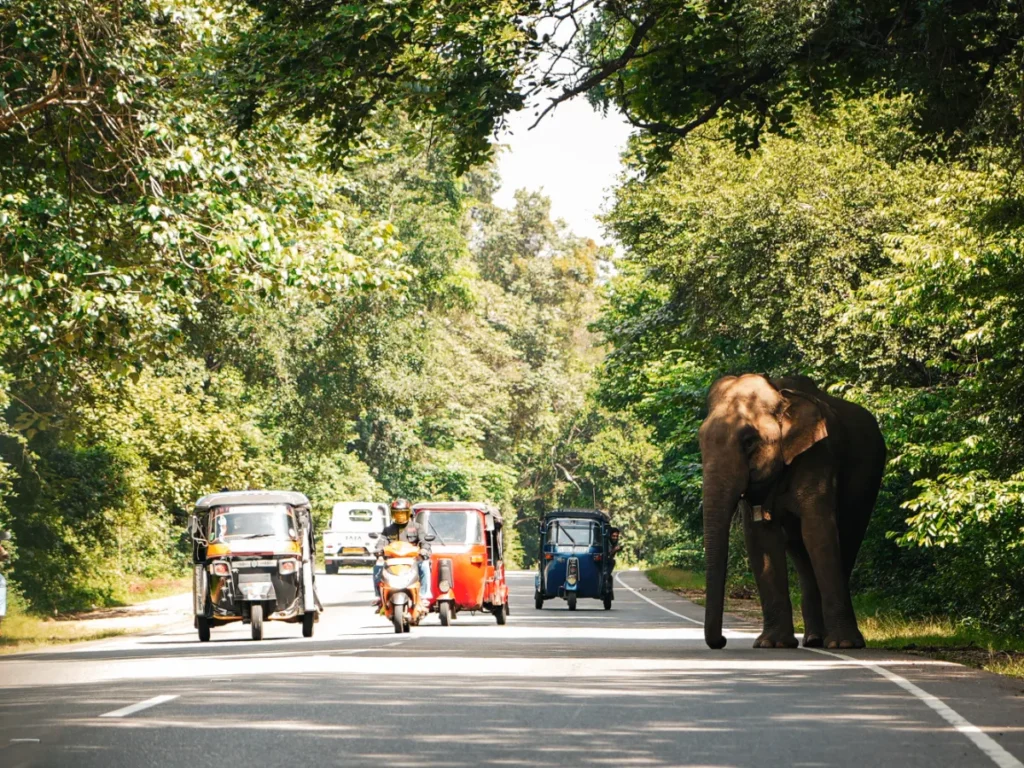 Tuk Tuks drive past an elephant in the road near Sigiriya