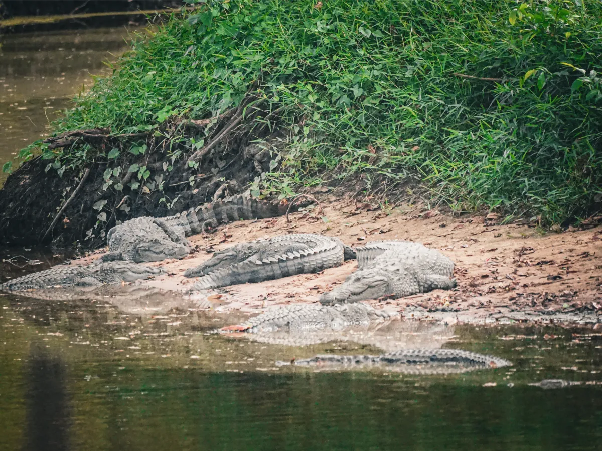 A gang of Crocodiles sit on the banks of a river in Arugam Bay, a top thing to do
