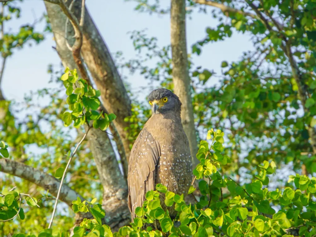 Sri Lanka wildlife: Crested Serpent Eagle in Udawalawe National Park - Birdwatching near Hiriketiya