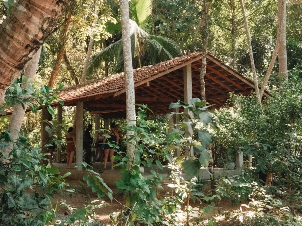 Arise yoga shala Hiriketiya - Jungle yoga retreat in Sri Lanka