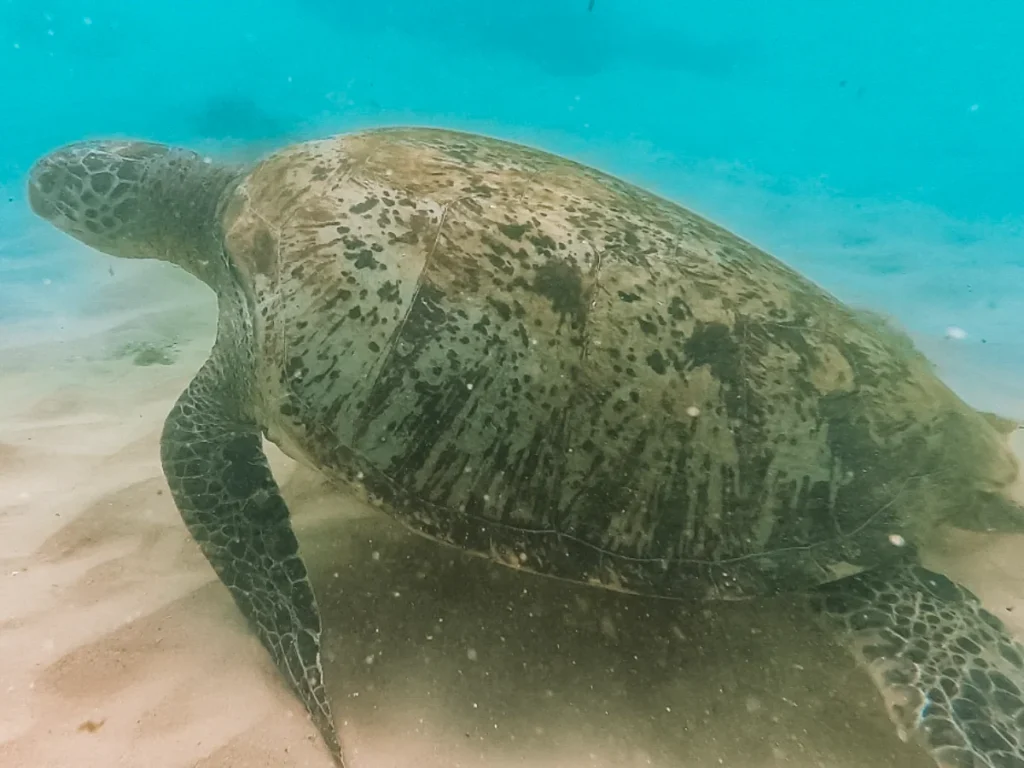 The giant green turtles you can find at Batheegama beach, a top attraction in Hiriketiya