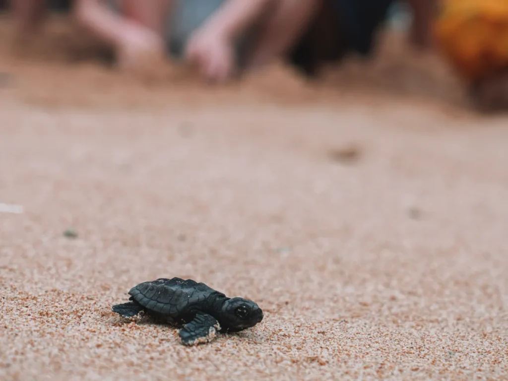 A baby turtle is released at Batheegama beach